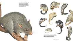 Australian Geographic Art of Illustration