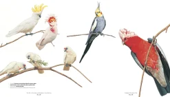 Australian Geographic Art of Illustration