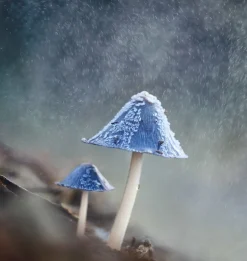 Australian Geographic Australasian Nature Photographer of the Year Book 2017 (14th edition)