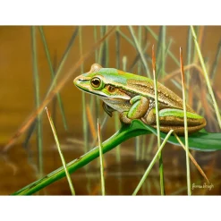 Australian Geographic 1000 Piece Jigsaw: Lounging Frog