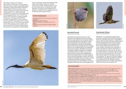 Australian Geographic : Australia's Birdwatching Megaspots