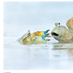 Australian Geographic Nature Photographer of the Year Book 2023