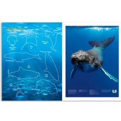 Kids Australian Geographic Australia's Natural Habitats Animal Sticker Book