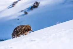 Australian Geographic Big Hill, Little Legs' by Charles Davis