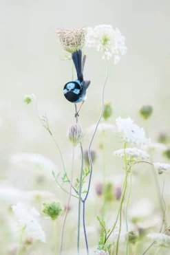 Australian Geographic Blue Flower' by Charles Davis
