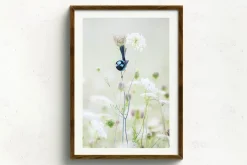 Australian Geographic Blue Flower' by Charles Davis