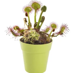 Australian Geographic Carnivorous Plant