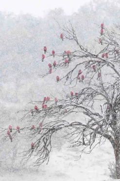 Australian Geographic Cherry Blossoms' by Charles Davis