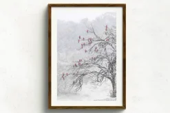 Australian Geographic Cherry Blossoms' by Charles Davis