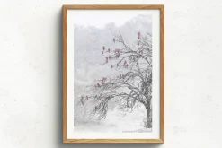 Australian Geographic Cherry Blossoms' by Charles Davis