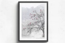 Australian Geographic Cherry Blossoms' by Charles Davis