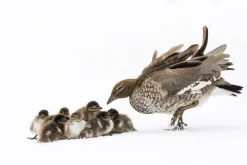 Australian Geographic Duckling Huddle' by Charles Davis