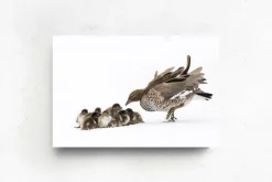 Australian Geographic Duckling Huddle' by Charles Davis