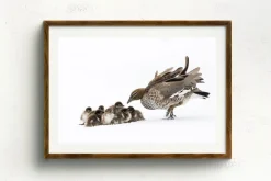 Australian Geographic Duckling Huddle' by Charles Davis