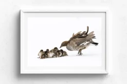 Australian Geographic Duckling Huddle' by Charles Davis
