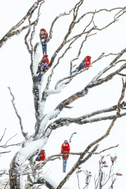 Australian Geographic Embers' by Charles Davis