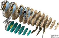 Australian Geographic Emu 3D Puzzle - by EUGY