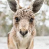 Australian Geographic Eric' by Charles Davis