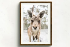 Australian Geographic Eric' by Charles Davis