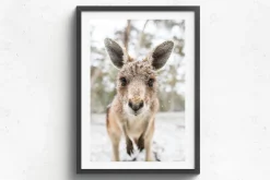 Australian Geographic Eric' by Charles Davis