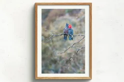 Australian Geographic Gang Gang Couple' by Charles Davis