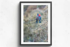Australian Geographic Gang Gang Couple' by Charles Davis