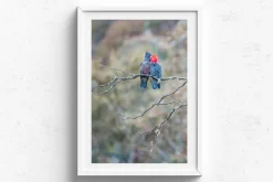 Australian Geographic Gang Gang Couple' by Charles Davis