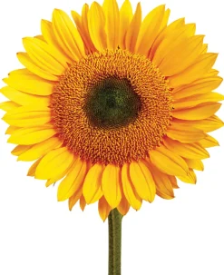 Australian Geographic Giant Sunflower