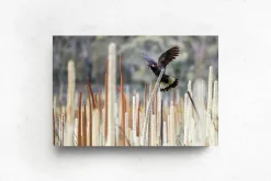 Australian Geographic Grass Tree Spirit' by Charles Davis