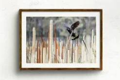 Australian Geographic Grass Tree Spirit' by Charles Davis