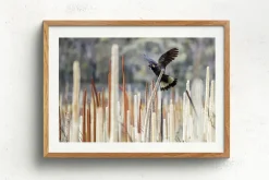 Australian Geographic Grass Tree Spirit' by Charles Davis