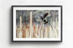 Australian Geographic Grass Tree Spirit' by Charles Davis