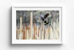 Australian Geographic Grass Tree Spirit' by Charles Davis