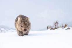 Australian Geographic Guthega Wombat 2' by Charles Davis