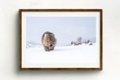 Australian Geographic Guthega Wombat 2' by Charles Davis