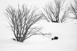 Australian Geographic Journey to Phil's' by Charles Davis