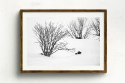 Australian Geographic Journey to Phil's' by Charles Davis