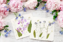 Australian Geographic 4M: Green Science: Pressed Flower Art