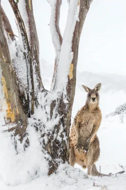Australian Geographic Peekaboo' by Charles Davis