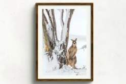 Australian Geographic Peekaboo' by Charles Davis