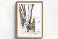 Australian Geographic Peekaboo' by Charles Davis