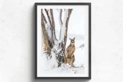 Australian Geographic Peekaboo' by Charles Davis