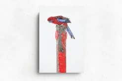 Australian Geographic Rosy Outlook' by Charles Davis