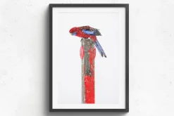 Australian Geographic Rosy Outlook' by Charles Davis