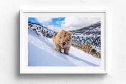 Australian Geographic Sunny Wombat Smiles' by Charles Davis