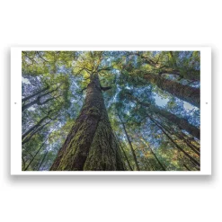 Australian Geographic takayna | TARKINE - One of the last wild places on Earth