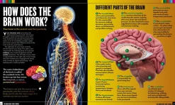 Kids Australian Geographic The Human Body